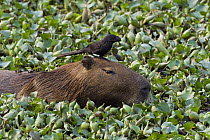 Capybara (Hydrochoerus hydrochaeris) with Smooth-billed Ani (Crotophaga ani) on its head, Pantanal, Brazil