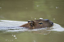 Capybara (Hydrochoerus hydrochaeris) swimming, Pantanal, Brazil