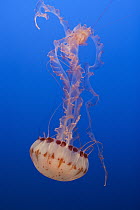 Purple-striped Jellyfish (Chrysaora colorata), California
