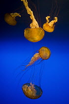 Pacific Sea Nettle (Chrysaora fuscescens) group, California