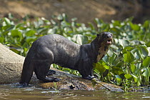 Giant River Otter (Pteronura brasiliensis), Pantanal, Brazil