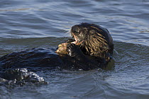 Sea Otter (Enhydra lutris) eating crab, Monterey Bay, California