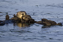Sea Otter (Enhydra lutris) mother and pup, Monterey Bay, California