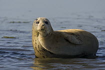 Harbor Seal (Phoca vitulina) in shallow water, Monterey Bay, California