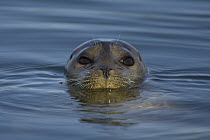 Harbor Seal (Phoca vitulina), Monterey Bay, California