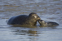 Harbor Seal (Phoca vitulina) mother and one to two week old pup nuzzling, Monterey Bay, California