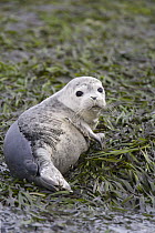 Harbor Seal (Phoca vitulina) one to two week old pup, Monterey Bay, California