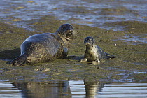 Harbor Seal (Phoca vitulina) mother and two week old pup, Monterey Bay, California