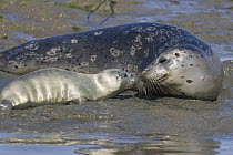 Harbor Seal (Phoca vitulina) mother and one to two week old pup nuzzling, Monterey Bay, California