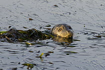 Harbor Seal (Phoca vitulina) in eelgrass, Monterey Bay, California