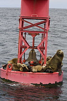 California Sea Lion (Zalophus californianus) male and females resting on buoy, Monterey Bay, California