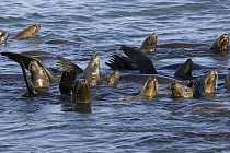 California Sea Lion (Zalophus californianus) group thermoregulating by keeping their flippers out of the water, Monterey Bay, California