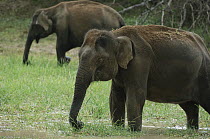 Asian Elephant (Elephas maximus) pair grazing, Yala National Park, Sri Lanka