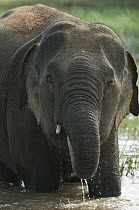 Asian Elephant (Elephas maximus) drinking, Yala National Park, Sri Lanka