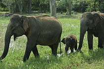 Asian Elephant (Elephas maximus) females and calf, Yala National Park, Sri Lanka