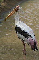 Painted Stork (Mycteria leucocephala) wading, Yala National Park, Sri Lanka
