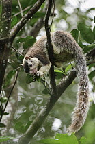 Grizzled Giant Squirrel (Ratufa macroura) feeding, Sigirya, Sri Lanka