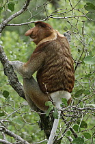 Proboscis Monkey (Nasalis larvatus) male, Bako National Park, Malaysia