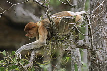 Proboscis Monkey (Nasalis larvatus) female carrying infant and feeding on leaves of Mangrove Apple (Sonneratia alba), Bako National Park, Malaysia