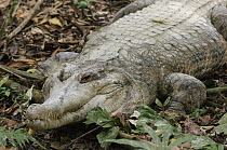 False Gharial (Tomistoma schlegelii), Jong's Crocodile Farm, Kuching, Borneo, Malaysia