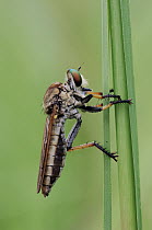 Robber Fly (Asilidae), Wasur National Park, Indonesia