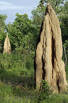Termite mounds, Wasur National Park, Indonesia