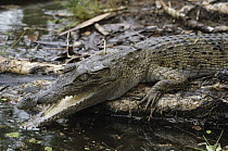 New Guinea Crocodile (Crocodylus novaeguineae) juvenile in defensive posture, Wasur National Park, Indonesia