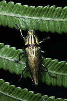 Jewel Beetle (Buprestidae), Sentani, Indonesia