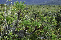 Ant Plant (Myrmecodia sp) in sphagnum bog, Waghete, Indonesia