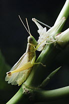 Grasshopper (Acrididae) beside its recently shed skin, Nabire, Indonesia