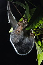 Short-tailed Spotted Cuscus (Spilocuscus maculatus) juvenile hanging on branch, Nabire, Indonesia