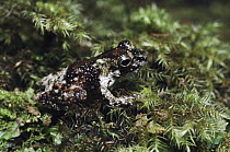 Old World Tree Frog (Rhacophoridae) camouflaged on moss, Nabire, Indonesia