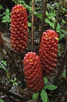 Indonesian Wax Ginger (Tapeinochilos ananassae) flowering, Kuching, Borneo, Malaysia