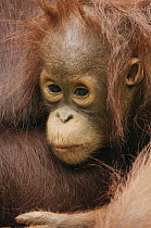 Orangutan (Pongo pygmaeus) young, Semengoh Wildlife Rehabilitation Centre, Malaysia
