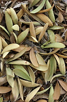 Sweetleaf (Symplocos sp) leaves have fallen to the ground just before the onset of the monsoon season, Thailand