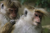 Toque Macaque (Macaca sinica) pair grooming, Hakgala Botanical Garden, Nuwara Eliya, Sri Lanka