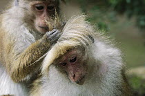 Toque Macaque (Macaca sinica) pair grooming, Hakgala Botanical Garden, Nuwara Eliya, Sri Lanka