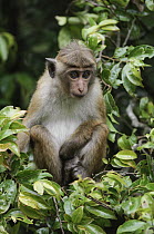 Toque Macaque (Macaca sinica) juvenile sitting in tree, Nuwara Eliya, Sri Lanka
