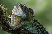 Agamid Lizard (Hypsilurus hikidanus) in defensive posture, Bilogai, Papua, New Guinea
