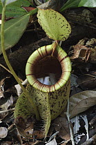 Hooker's Pitcher-Plant (Nepenthes hookeriana) pitcher, Lachau, Malaysia