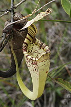 Pitcher Plant (Nepenthes rafflesiana) upper pitcher, Bako National Park, Malaysia