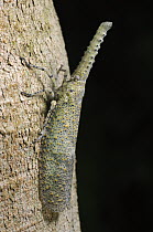 Lanternfly (Zanna terminalis) camouflaged on tree trunk, Gunung Mulu National Park, Malaysia
