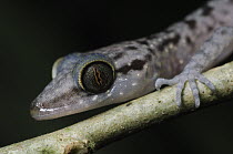 Grooved Bent-toed Gecko (Cyrtodactylus pubisulcus) showing vertical pupil, Gunung Mulu National Park, Malaysia