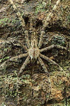 Giant Crab Spider (Sparassidae) camouflaged on tree trunk, Gunung Mulu National Park, Malaysia