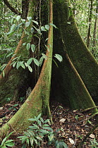 Buttress roots in lowland rainforest, Gunung Mulu National Park, Malaysia
