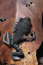 Lowland Litter Frog (Leptobrachium abbotti), Gunung Mulu National Park, Malaysia