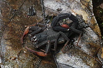 Thick-tailed Scorpion (Buthidae), Gunung Mulu National Park, Malaysia
