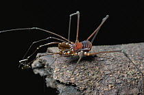 Harvestman arachnid, Gunung Mulu National Park, Malaysia