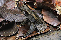 Asian Horned Frog (Megophrys nasuta) camouflaged in leaf litter, Gunung Mulu National Park, Malaysia
