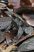 Asian Horned Frog (Megophrys nasuta) camouflaged in leaf litter, Gunung Mulu National Park, Malaysia